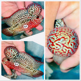 String Pearl KamfaFlowerhorn - 51